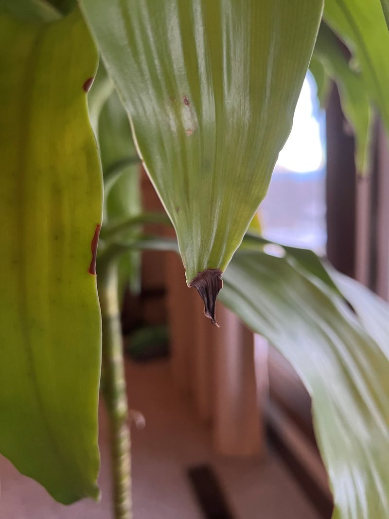Leaf Edges Turning Brown and Dry