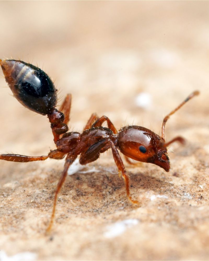 Fire Ants