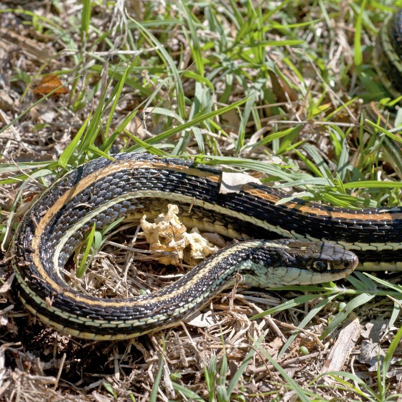 Ribbon Snake: The Waterside Resident