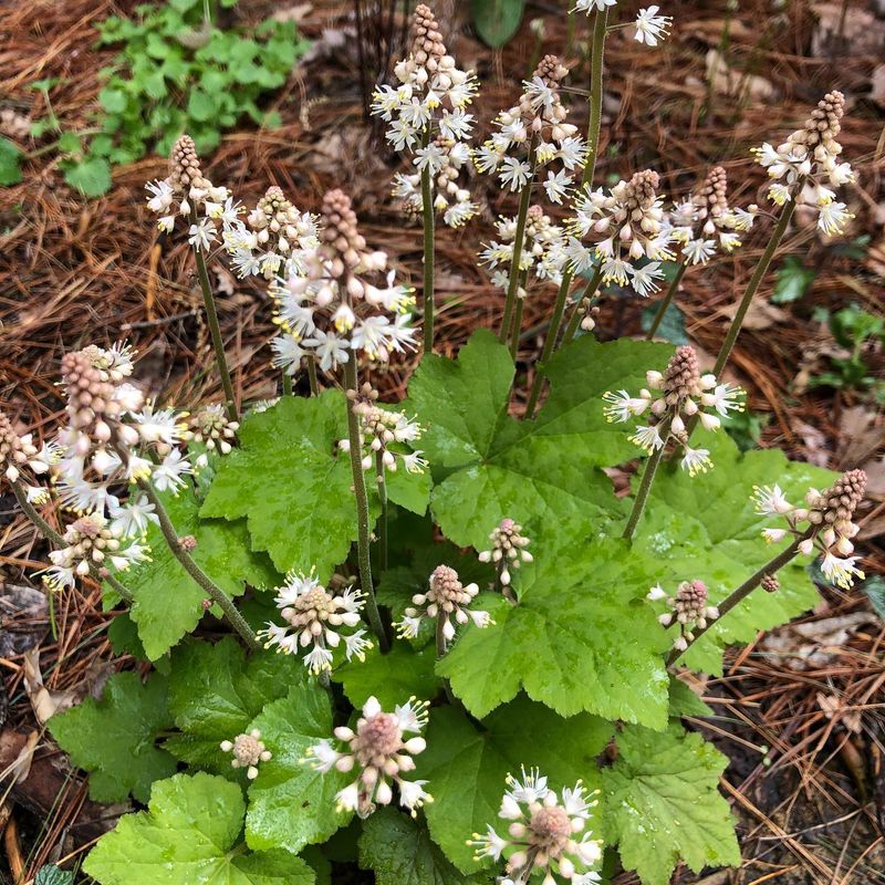 Tiarella (Foamflower) - Native Woodland Charm