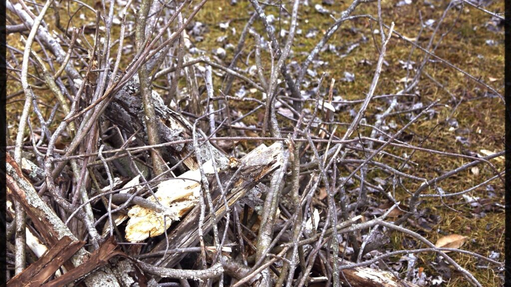 brush pile
