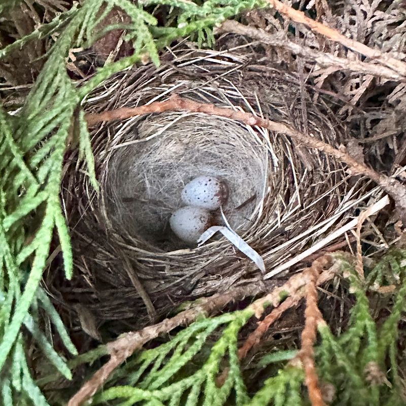 Nesting Materials