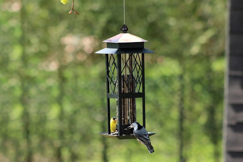 Sunflower Seed Feeders