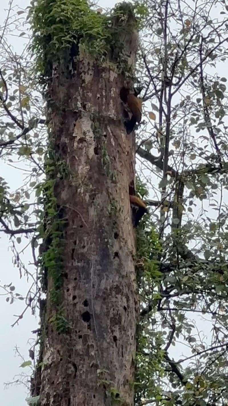 Snags and Dead Trees