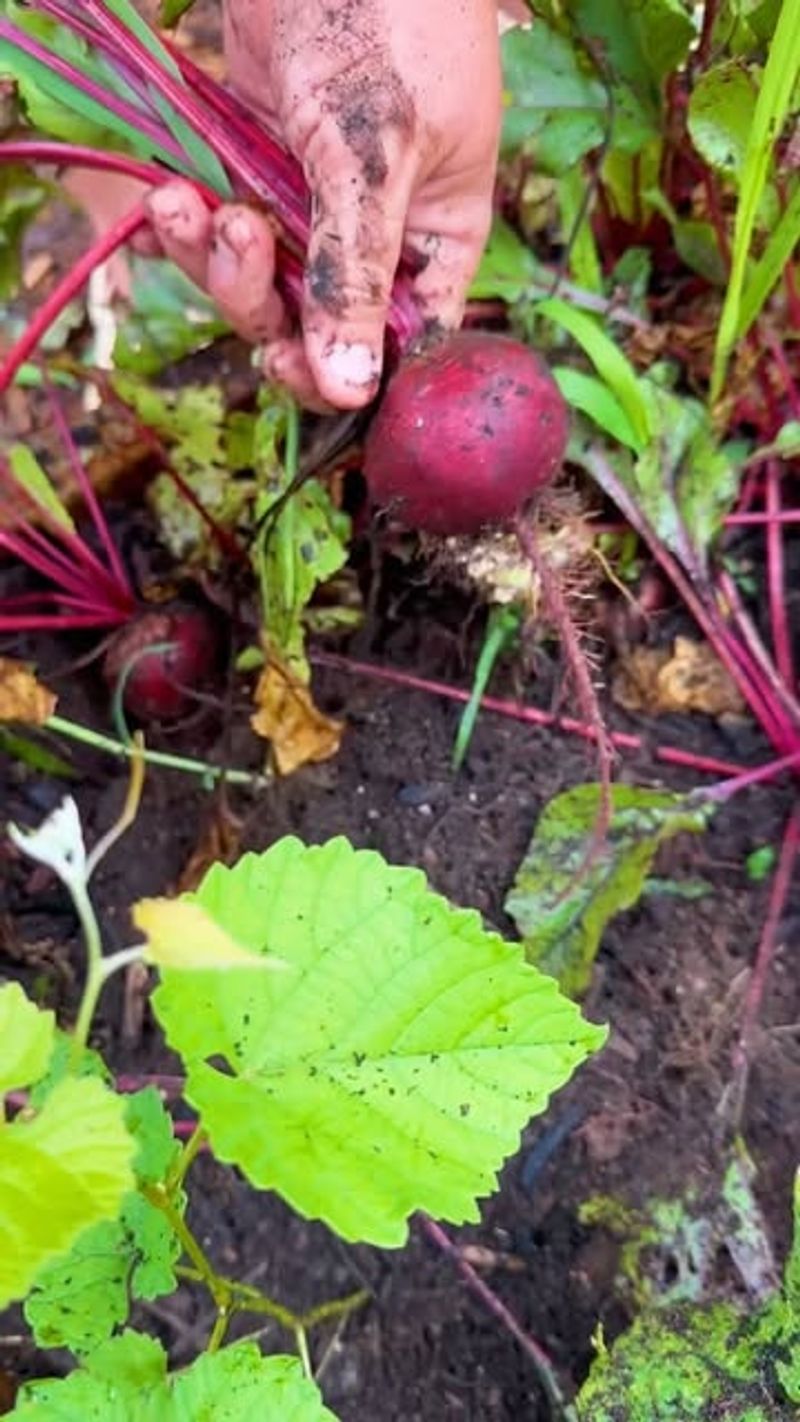 Beets and Onions: Root Vegetable Companions