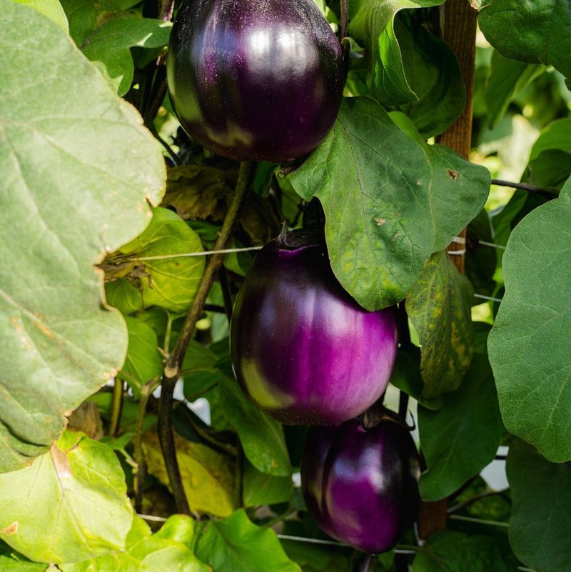 Eggplant