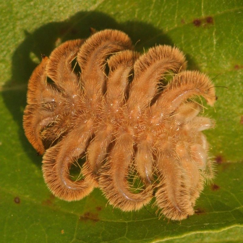Hagmoth Caterpillar (Monkey Slug)