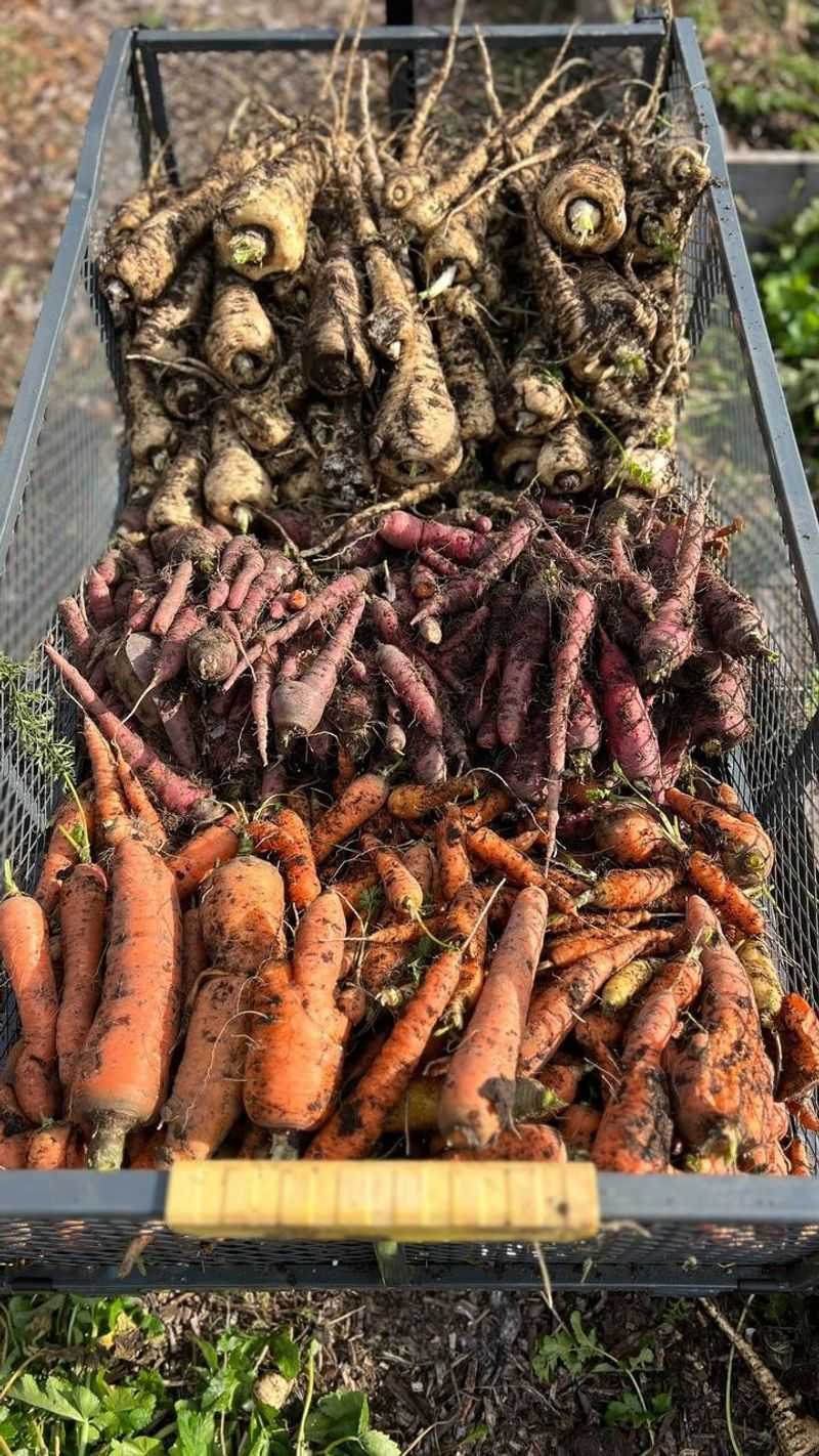 Winter Vegetable Storage Buckets