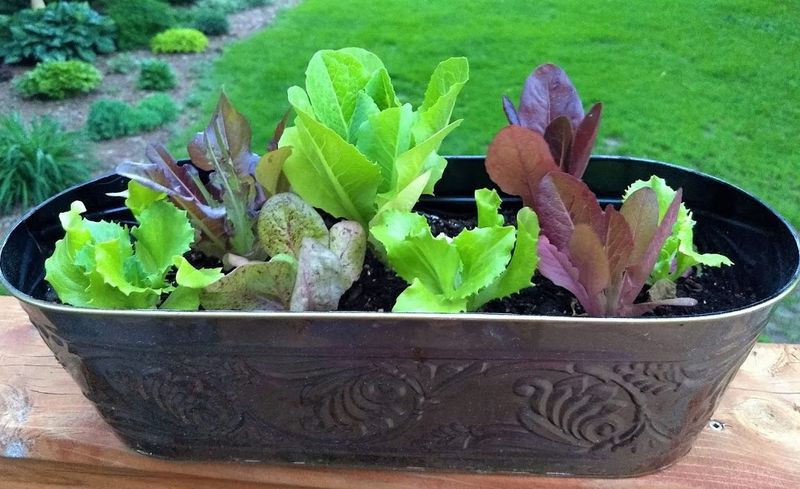Salad Bar Buckets