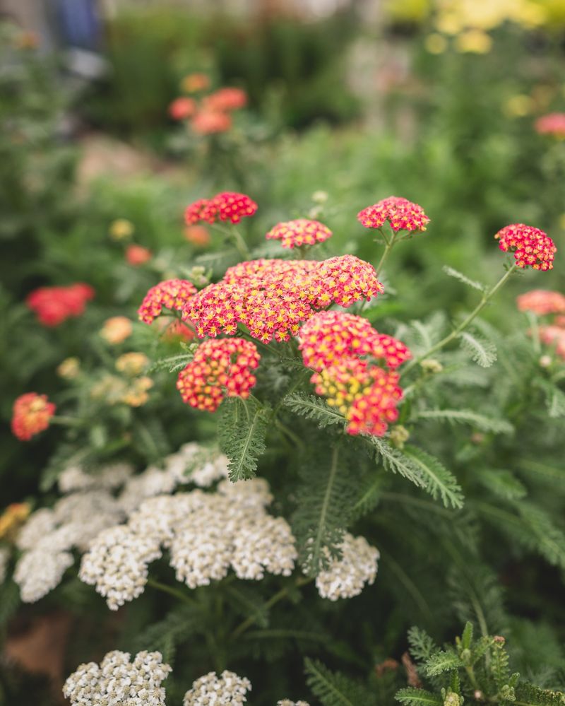 Pollinator Paradise Buckets