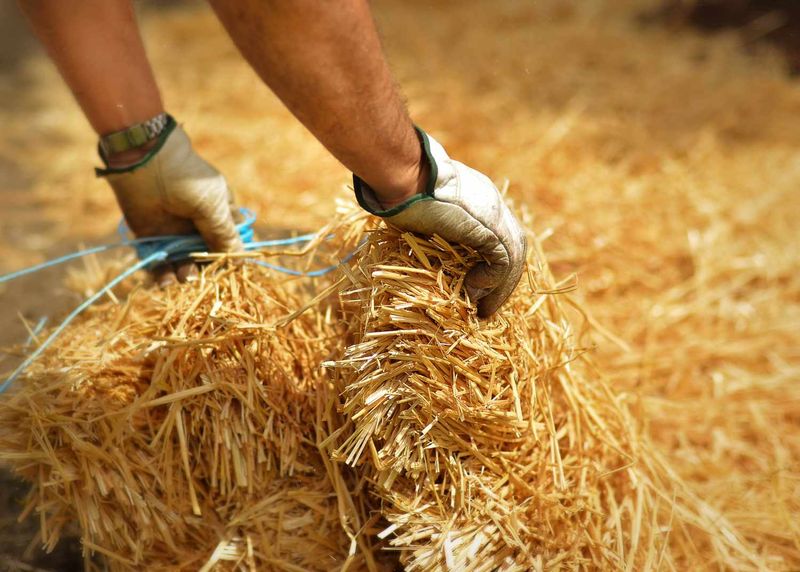 Chopped Straw