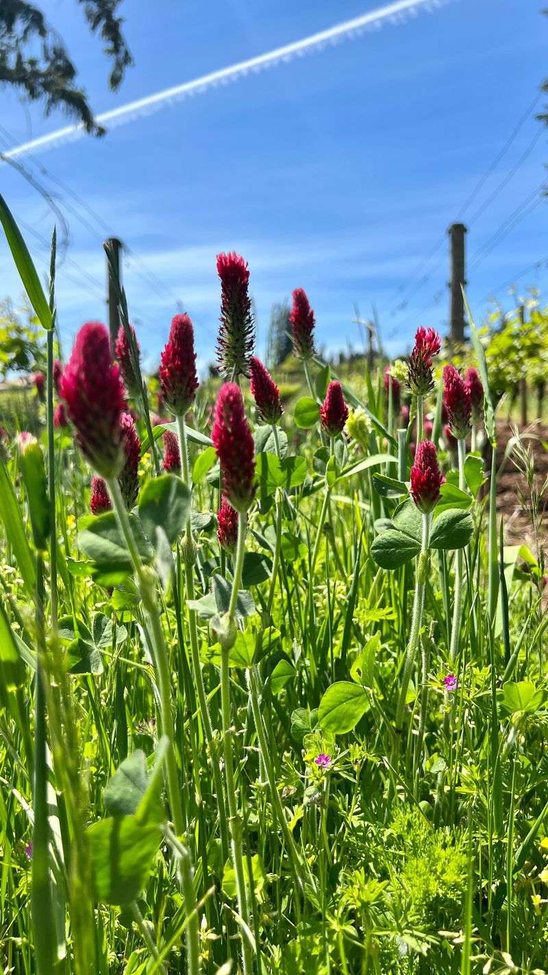 Crimson Clover