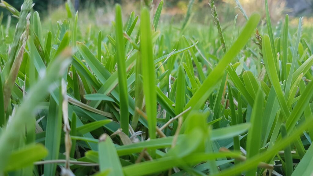 buffalo grass