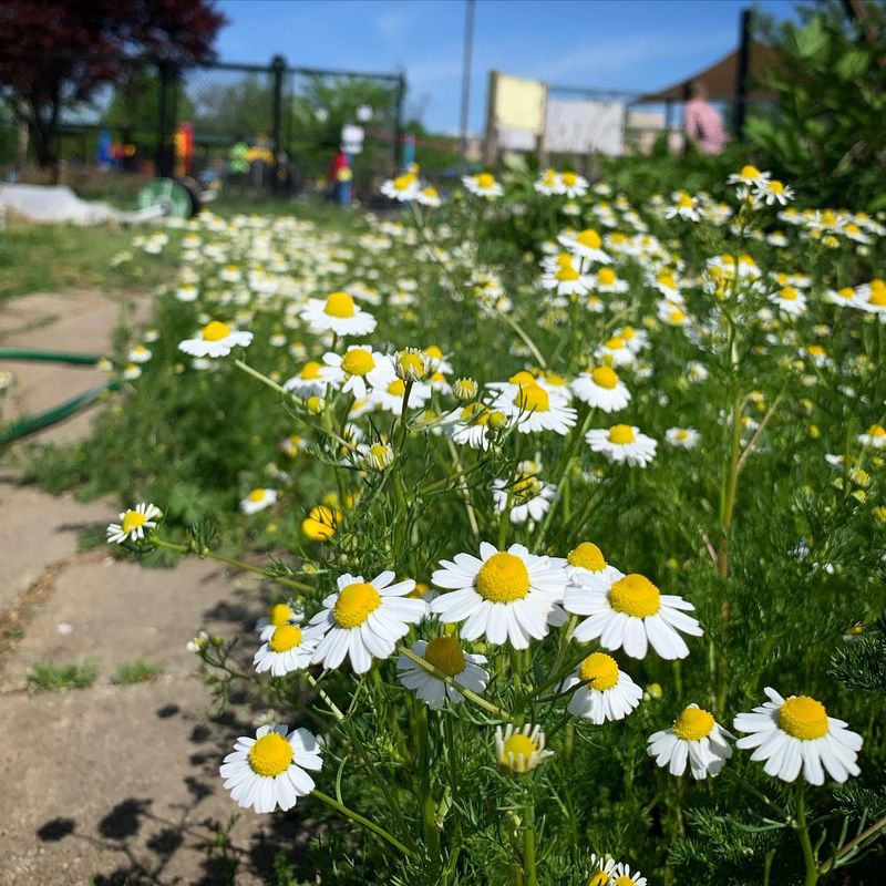 Chamomile