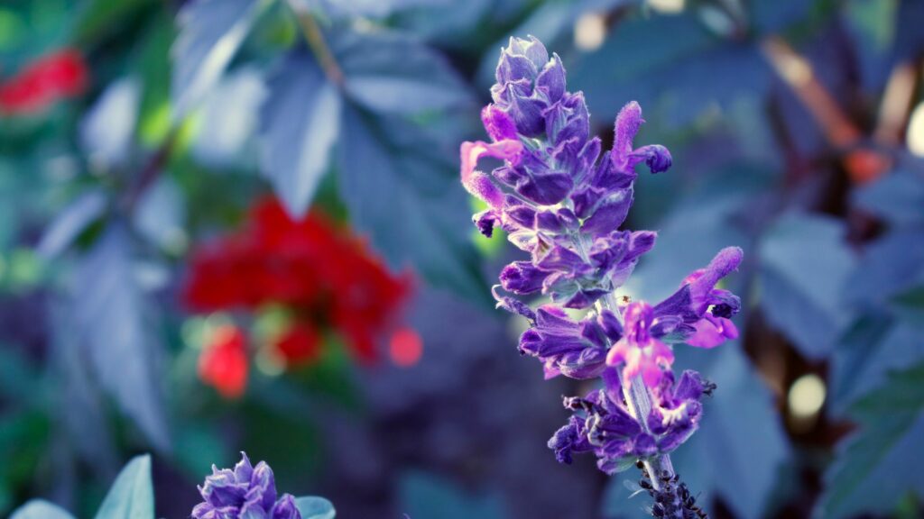 Bugleweed