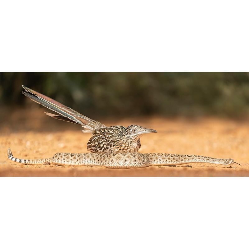 Roadrunners