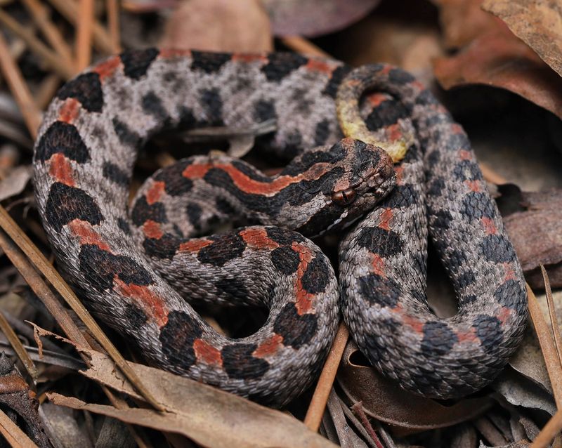 Pygmy Rattlesnake