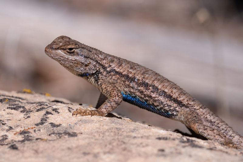Fence Lizard