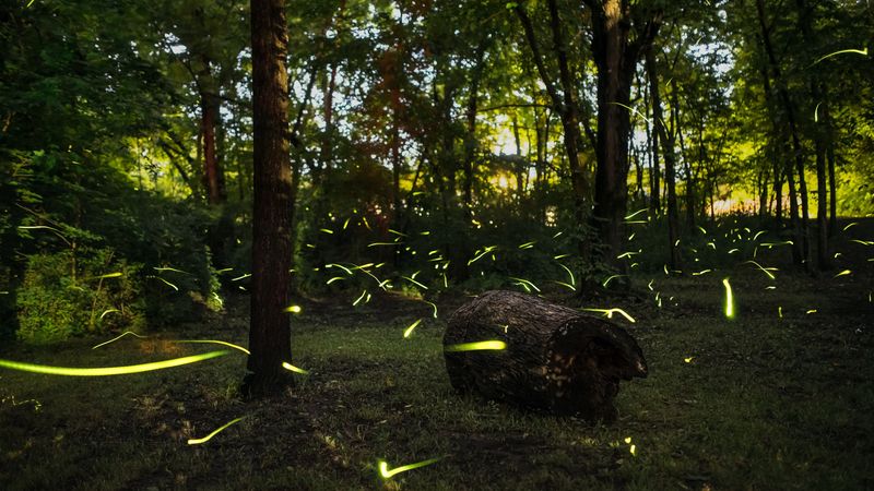 Fireflies: Luminous Summer Magic