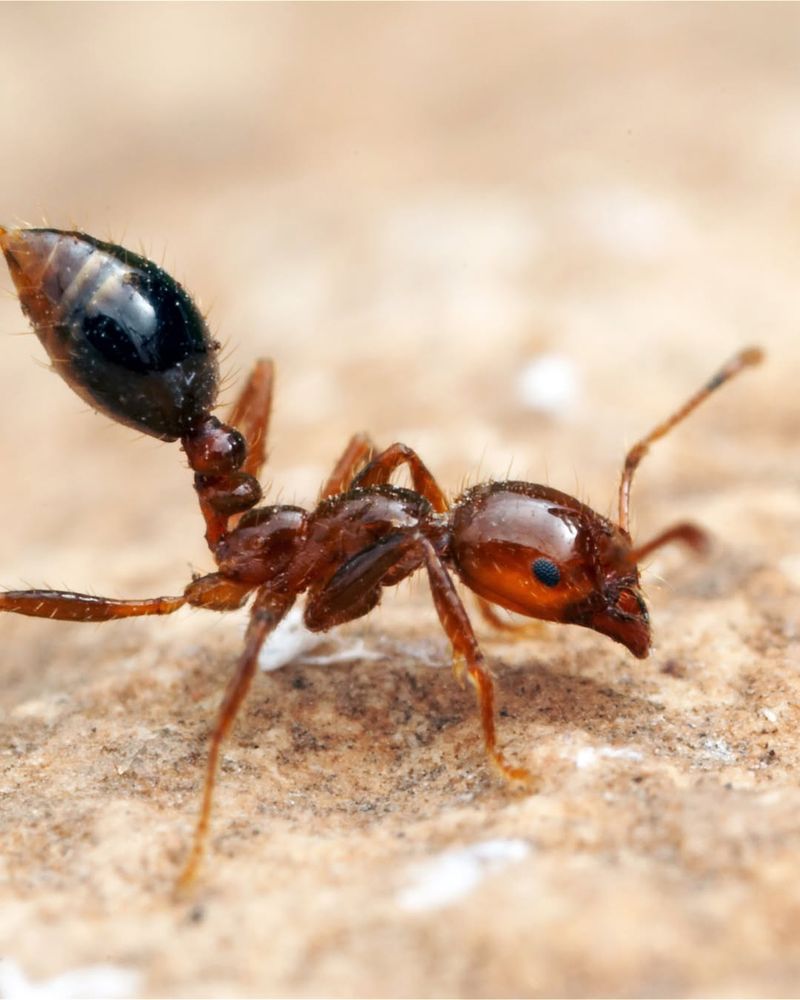 Fire Ants