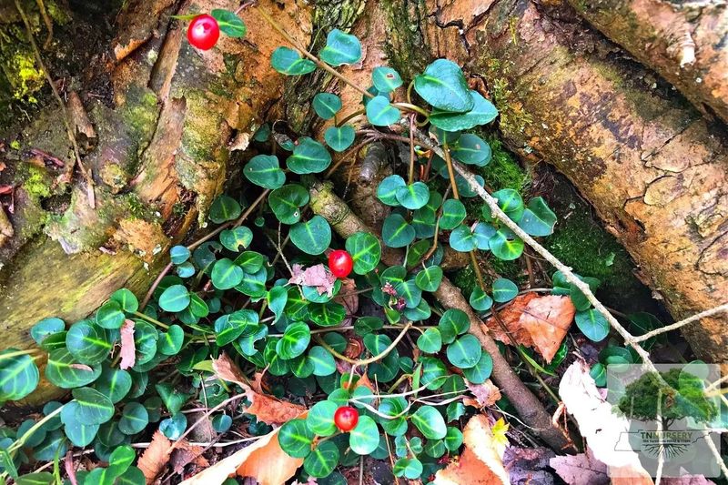 Partridgeberry