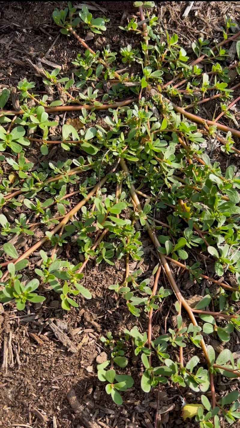 Spotted Spurge (Euphorbia maculata)