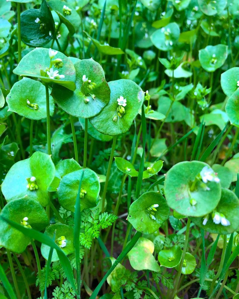 Miner's Lettuce: Shade-Loving Salad Green