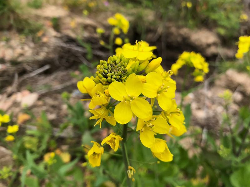 Wild Mustard