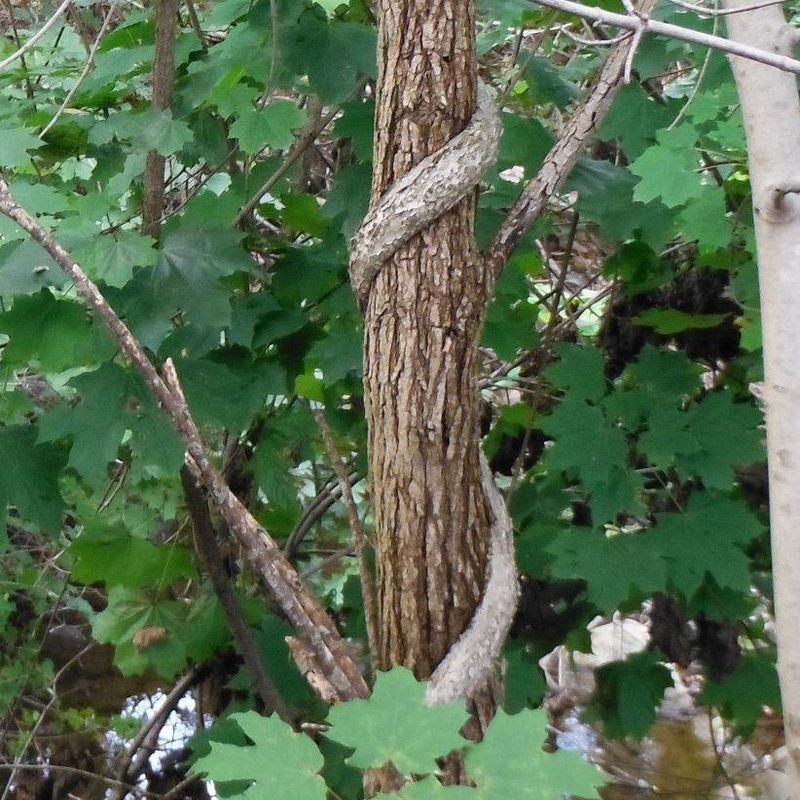 Oriental Bittersweet: The Strangling Vine