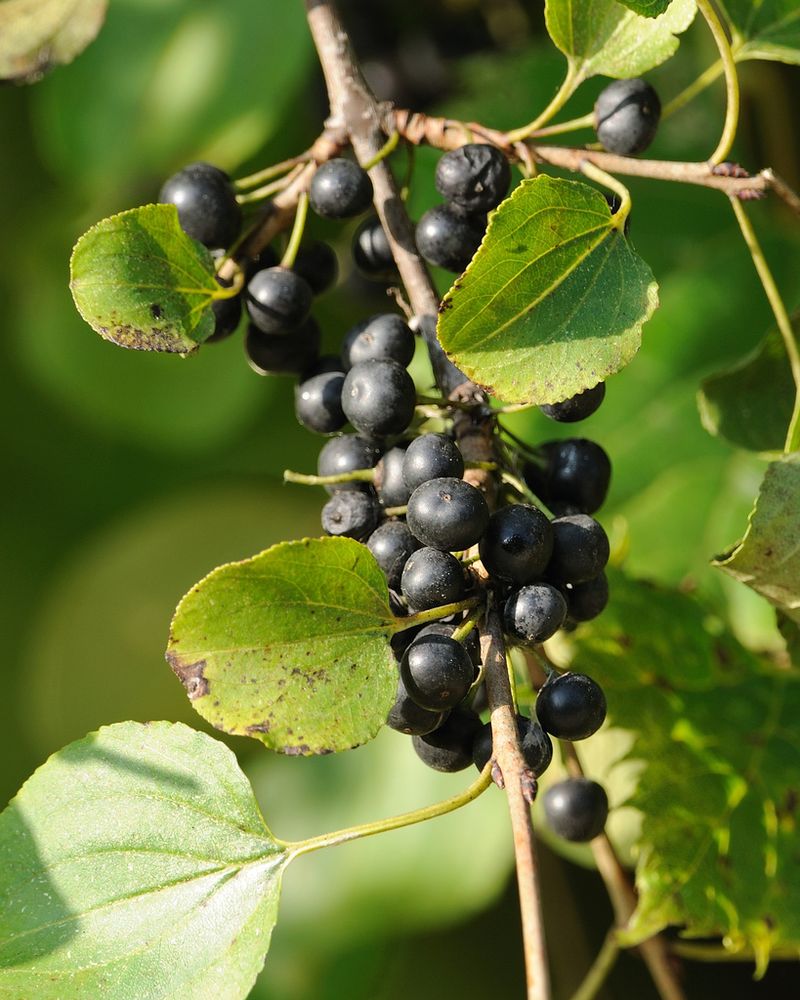 Common Buckthorn: The Woodland Destroyer