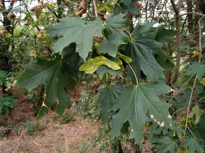 Norwegian Maple: The Shade Dominator