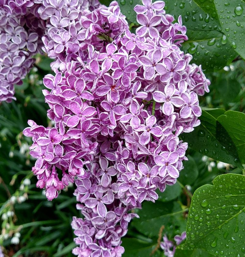 Lilac: The Disease Transmitter