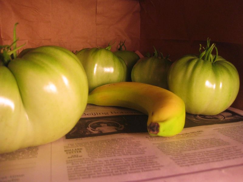 Overripe Fruit Releases Ethylene Gas