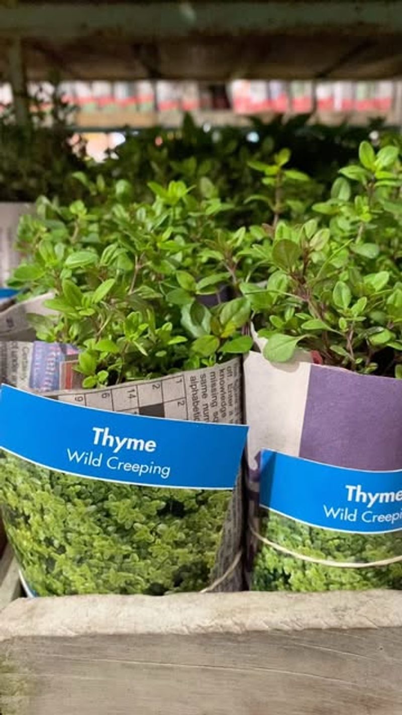 Thyme: Aromatic Pest Deterrent