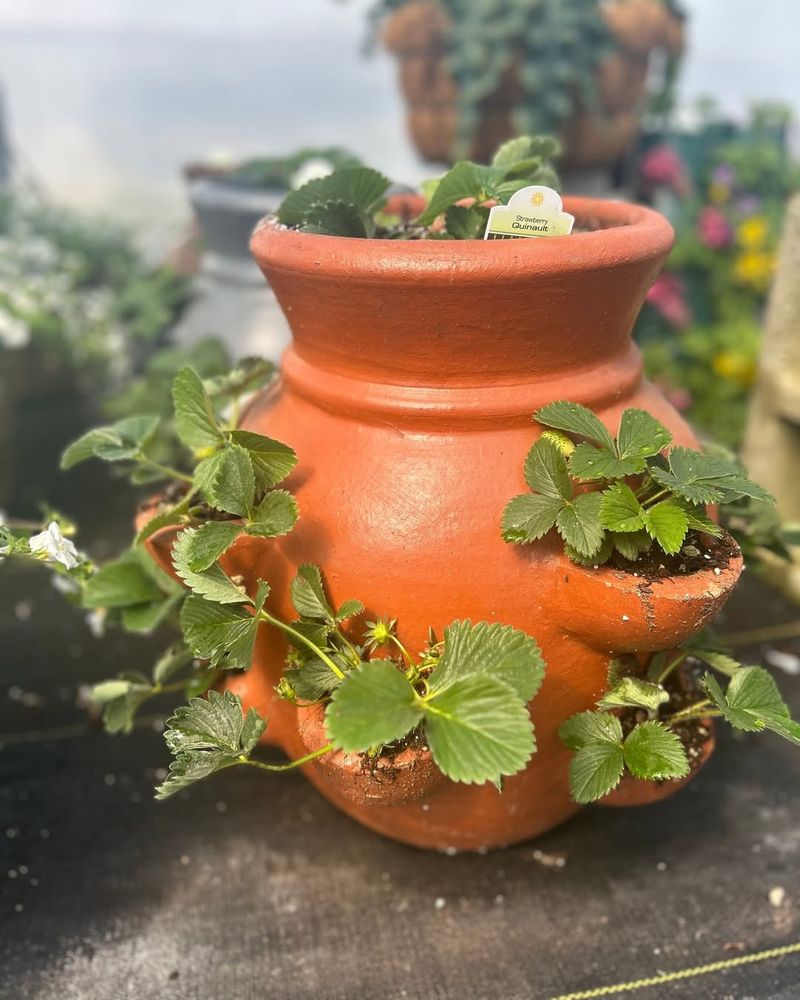 Strawberries