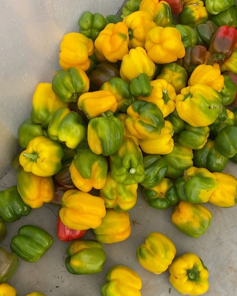 Bell Peppers - Colorful Container Champions