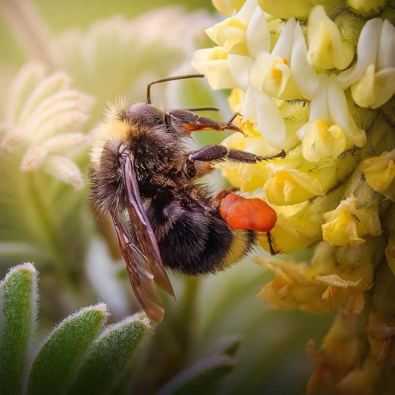Hard-Working Bumblebees