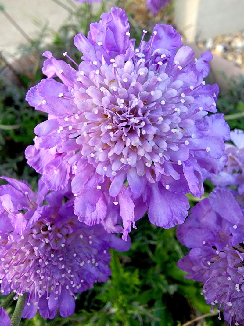 Pincushion Flower