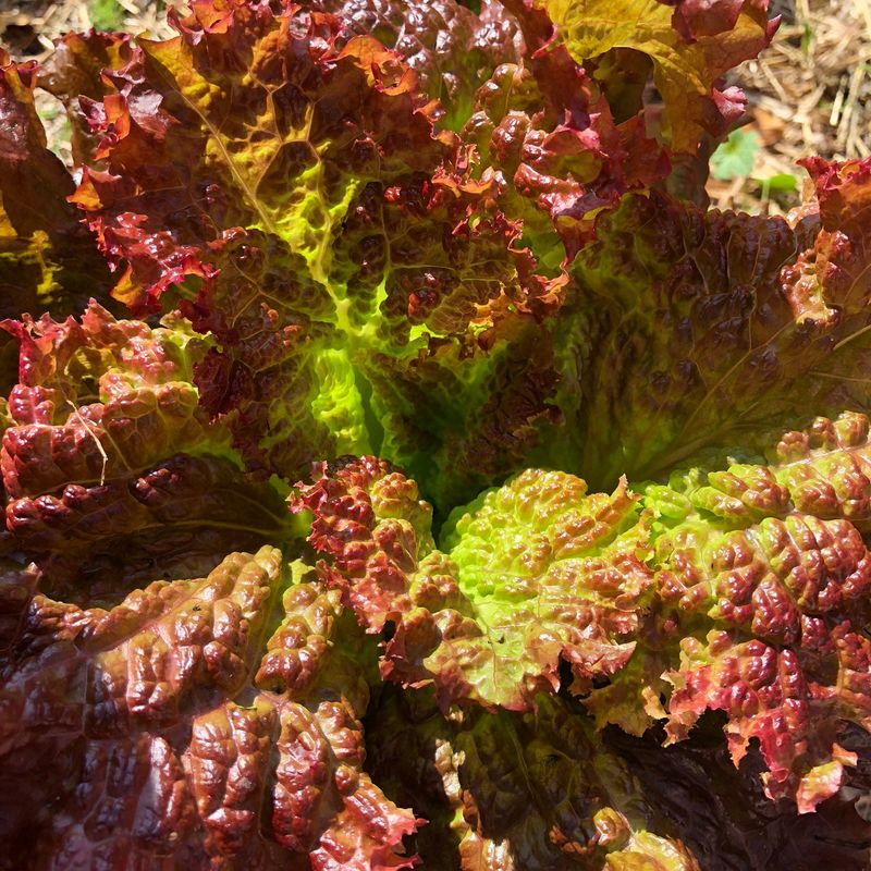 Lollo Rossa Lettuce