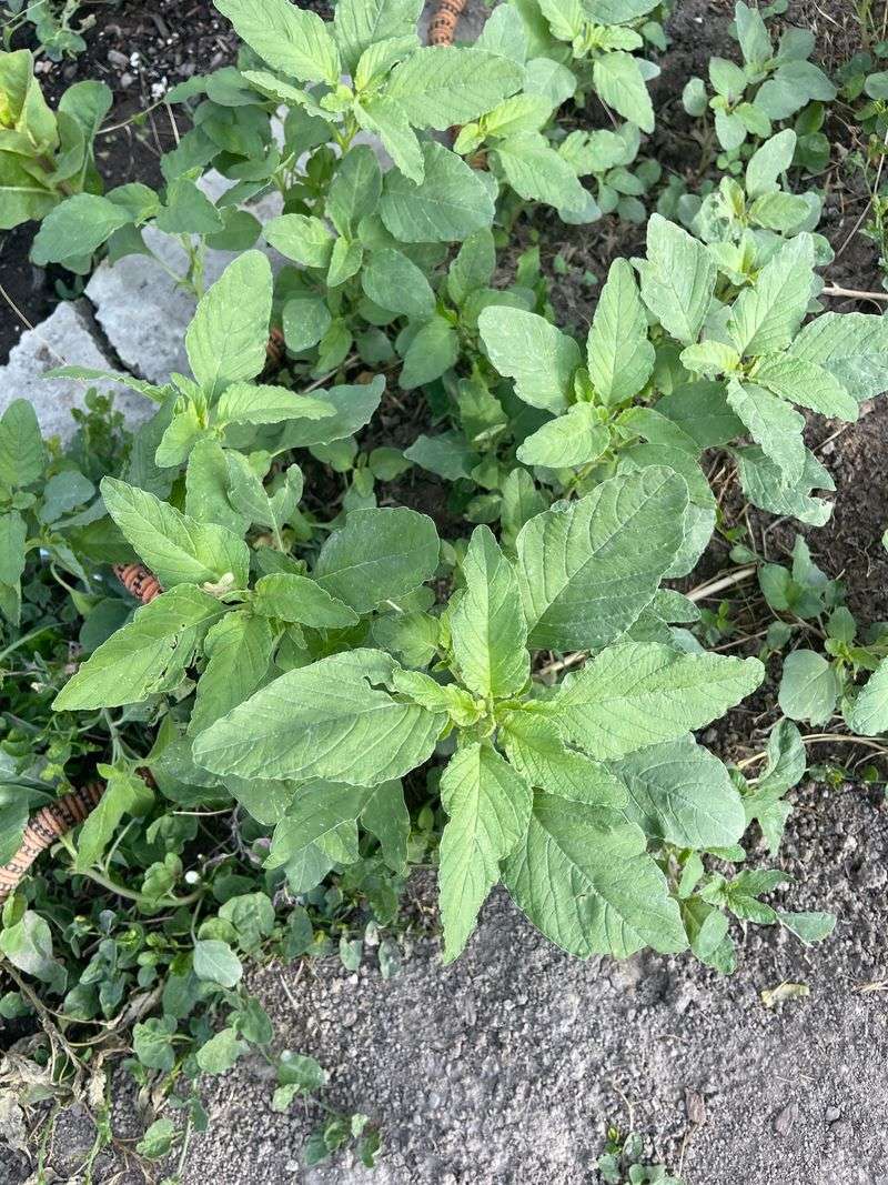 Pigweed Shows Fertile But Imbalanced Soil
