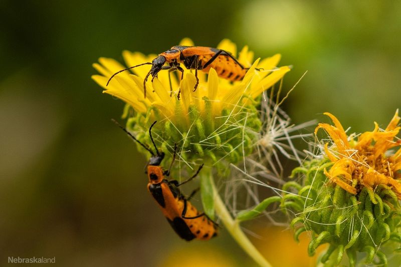 Soldier Beetles: Flower-Dwelling Predators
