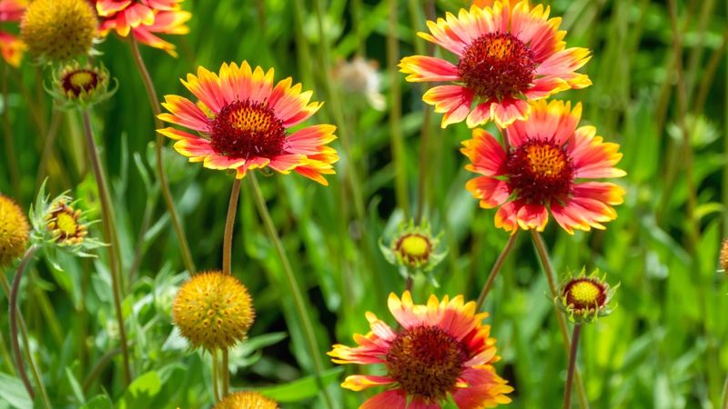 Gaillardia Hybrids