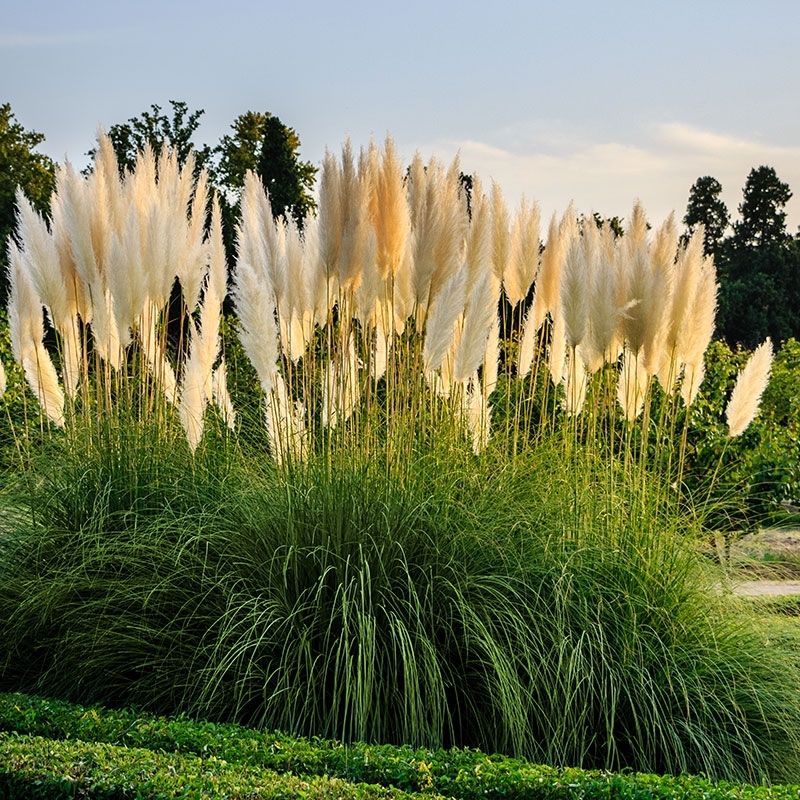 Pampas Grass (Cortaderia)