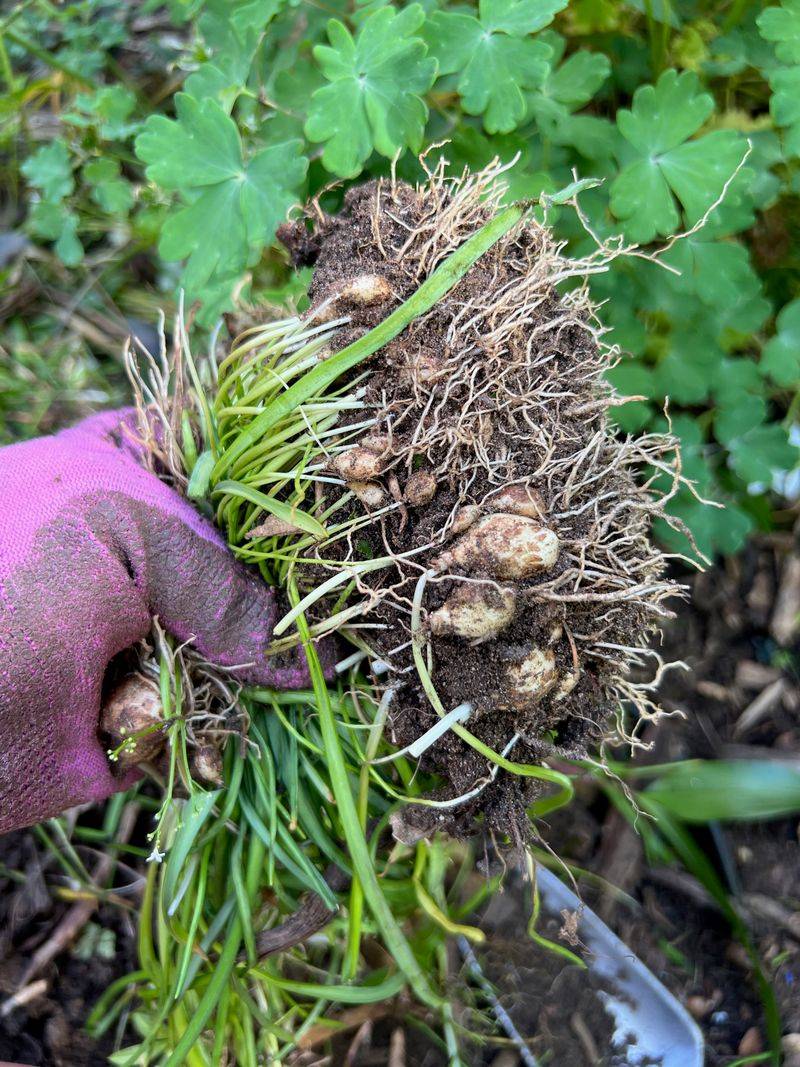 Catmint 'Six Hills Giant': Sprawling Space Hog