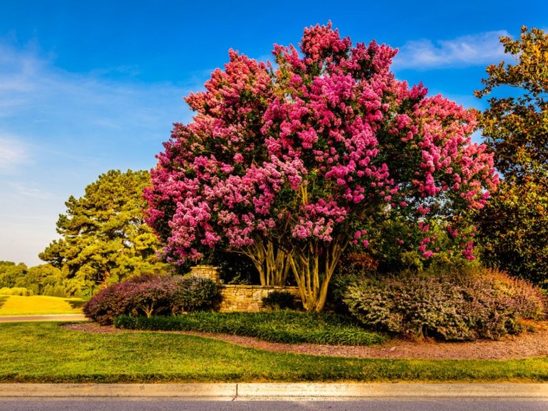 Crape Myrtle - Summer's Colorful Showpiece
