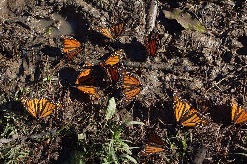 Pollinator Mud Puddle