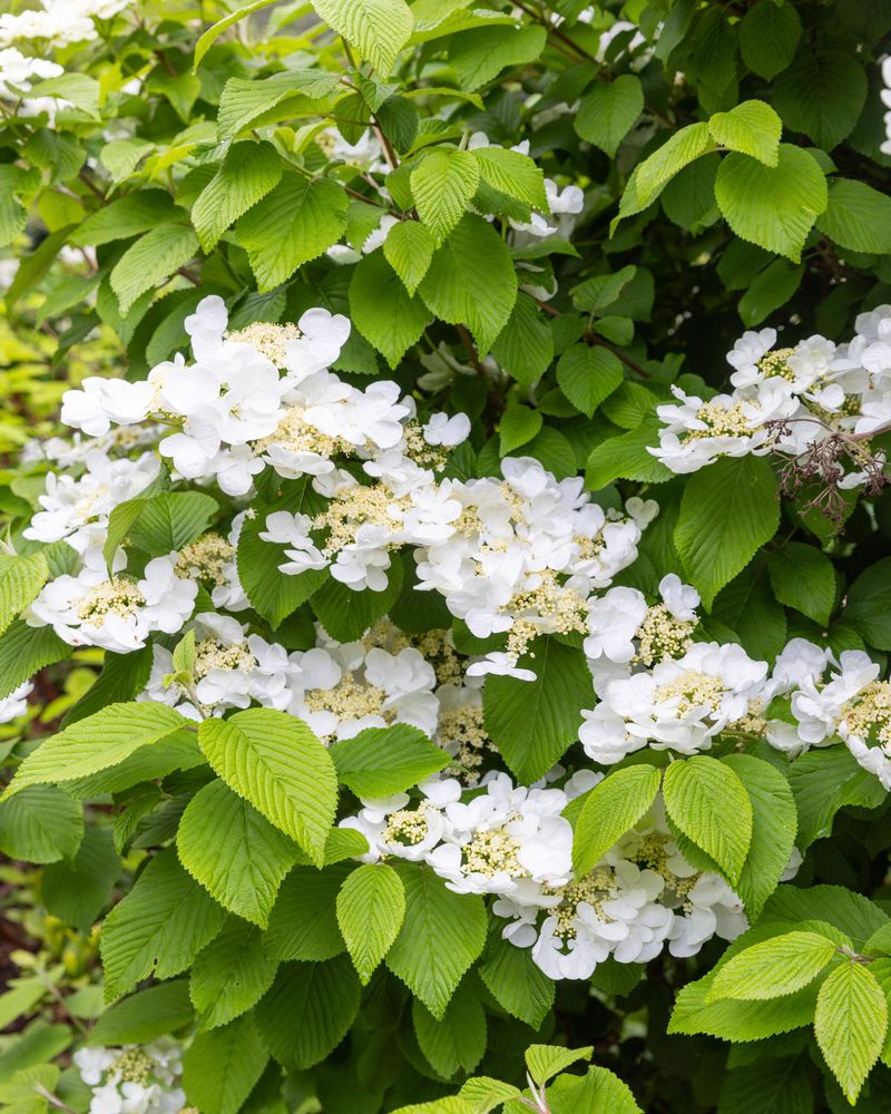 Versatile Viburnum