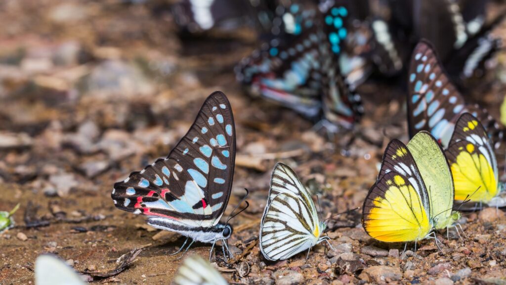 Butterflies