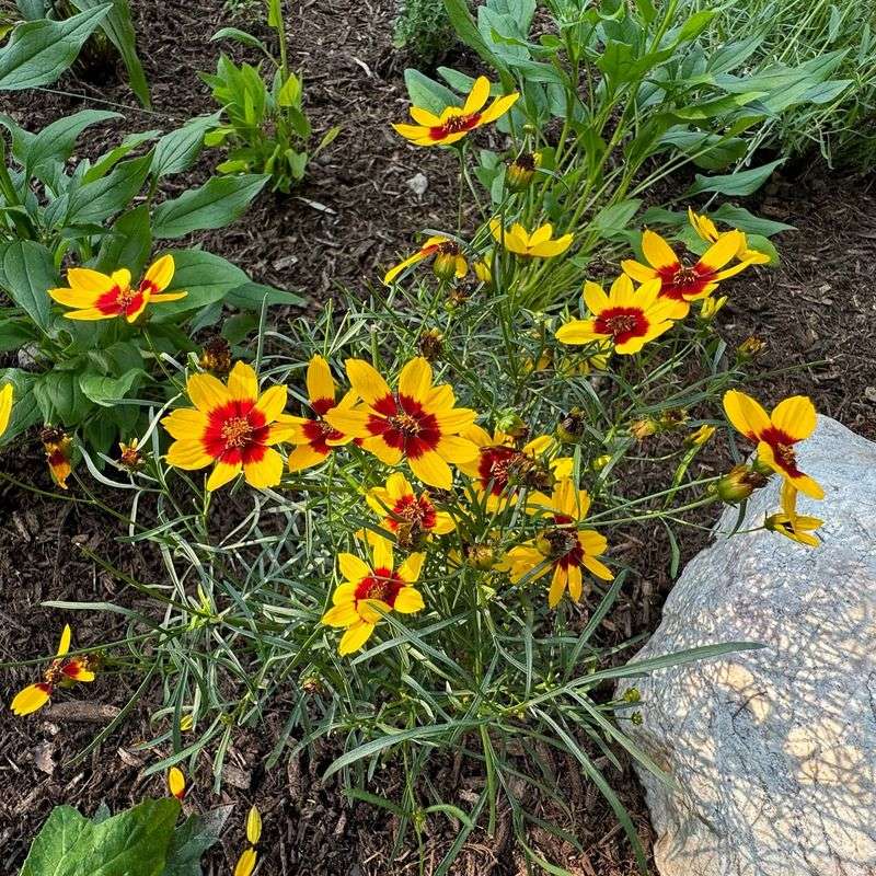 Coreopsis