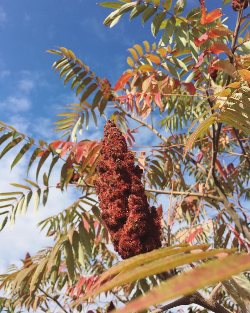 Staghorn Sumac